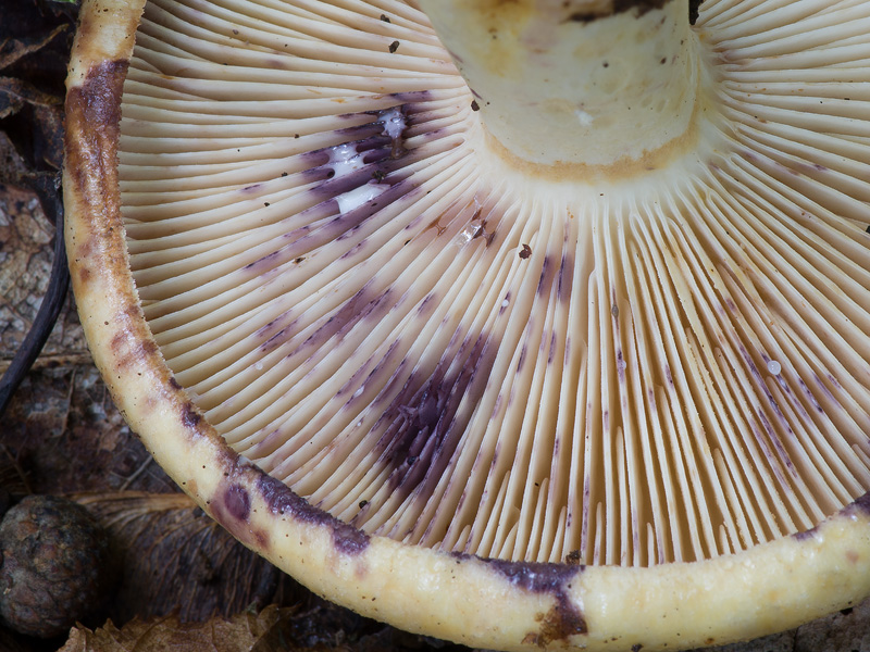 Lactarius flavidus